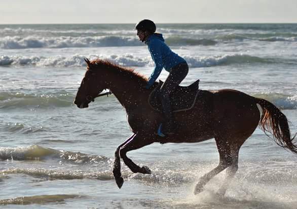 Balade, trot, galop sur la plage à 20mn de la pension