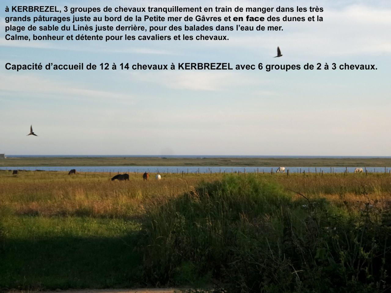 Chevaux à Kerbrézel au calme au bord de la Petite mer de Gâvres en juillet