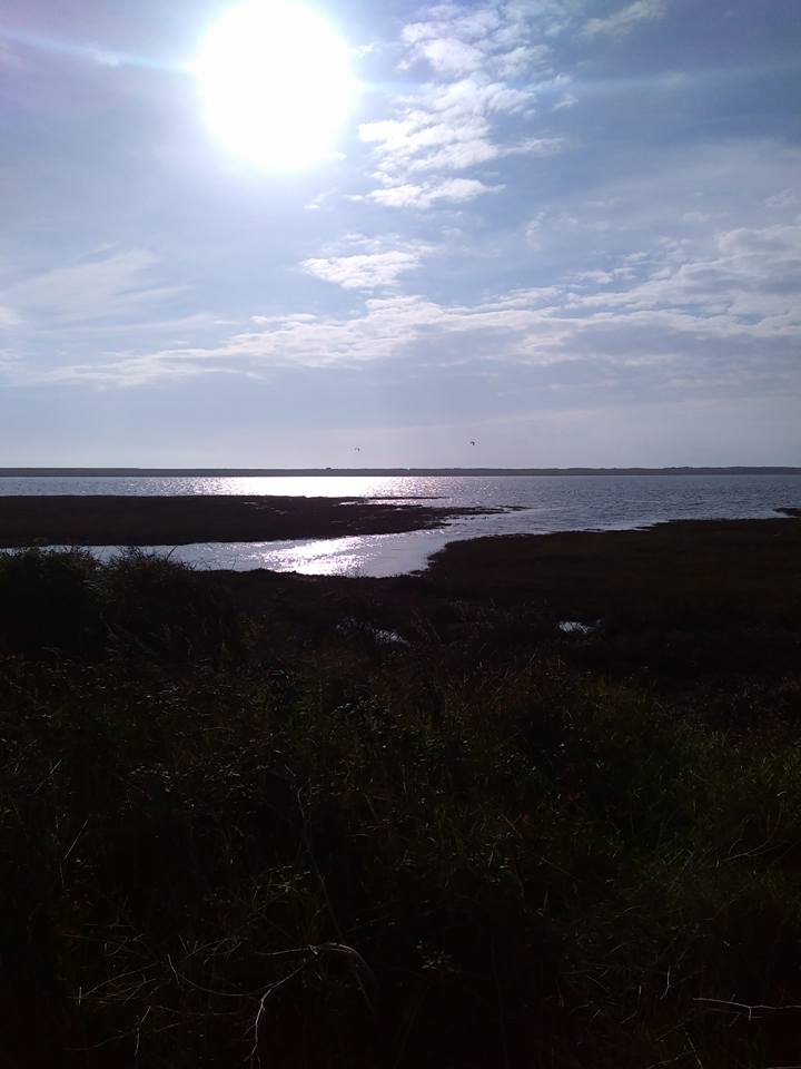 Pâturages à Kerbrézel juste au bord de la Petite mer de Gâvres