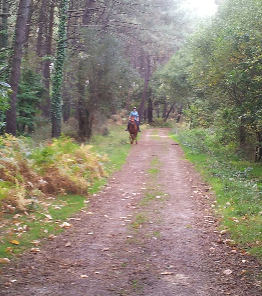 Balade dans les bois en sortant de la pension