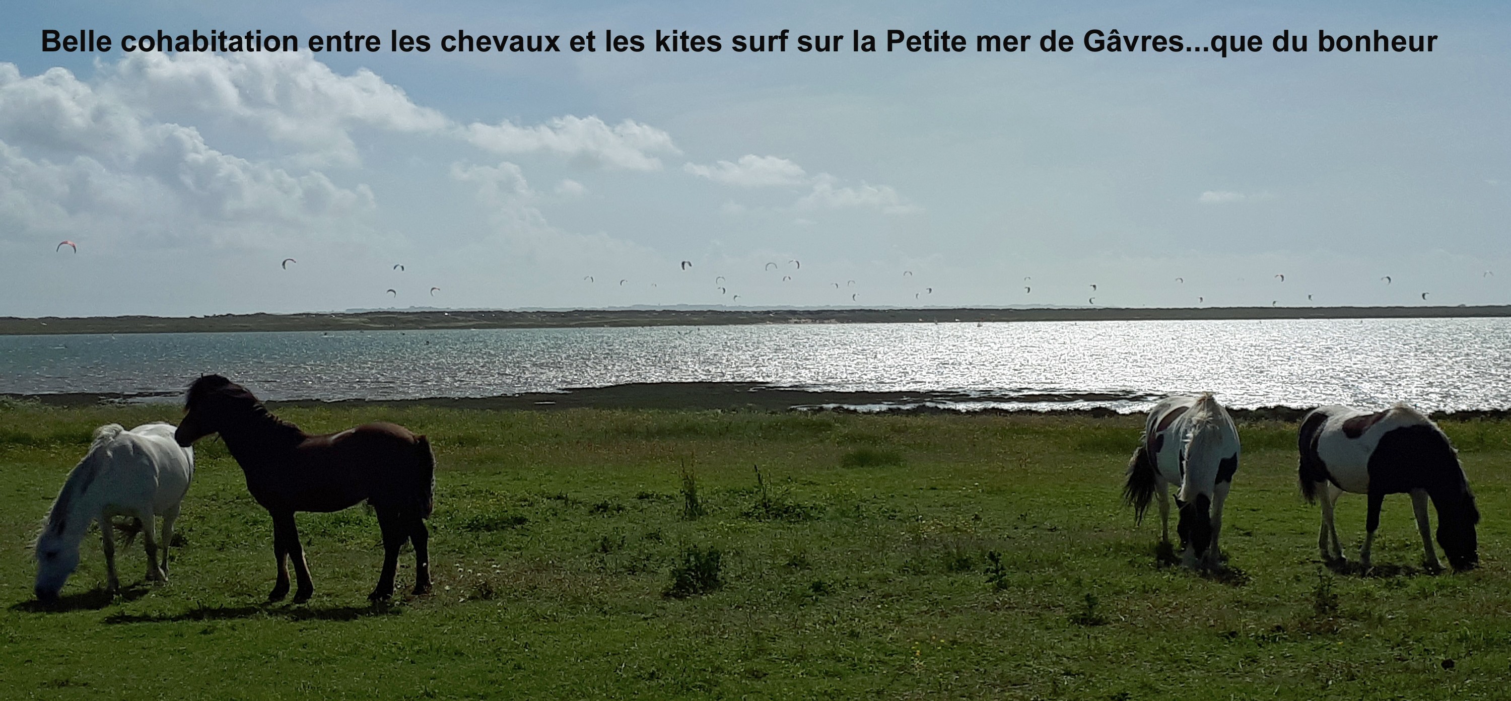 Belle cohabitation entre les chevaux et les kites surf sur la Petite mer de Gâvres