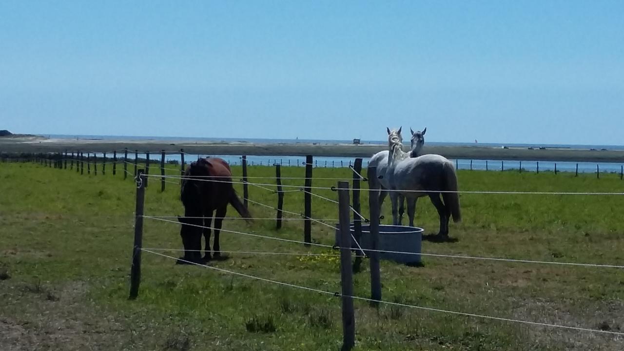 chevaux dans les grands pâturages à Kerbrézel face au littoral