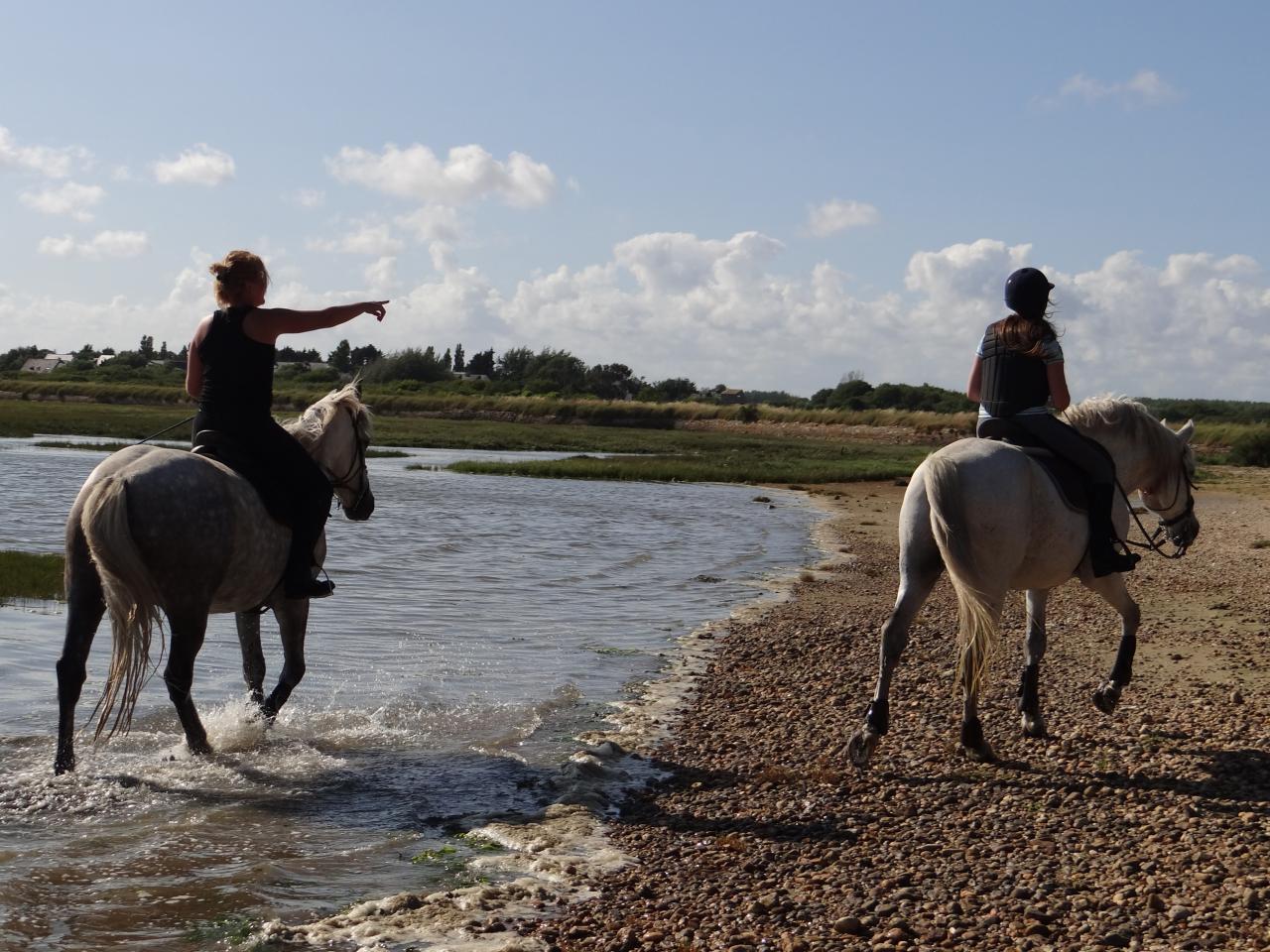 9 - Balade dans la petite mer de Gâvres à 2mn à cheval de la pension