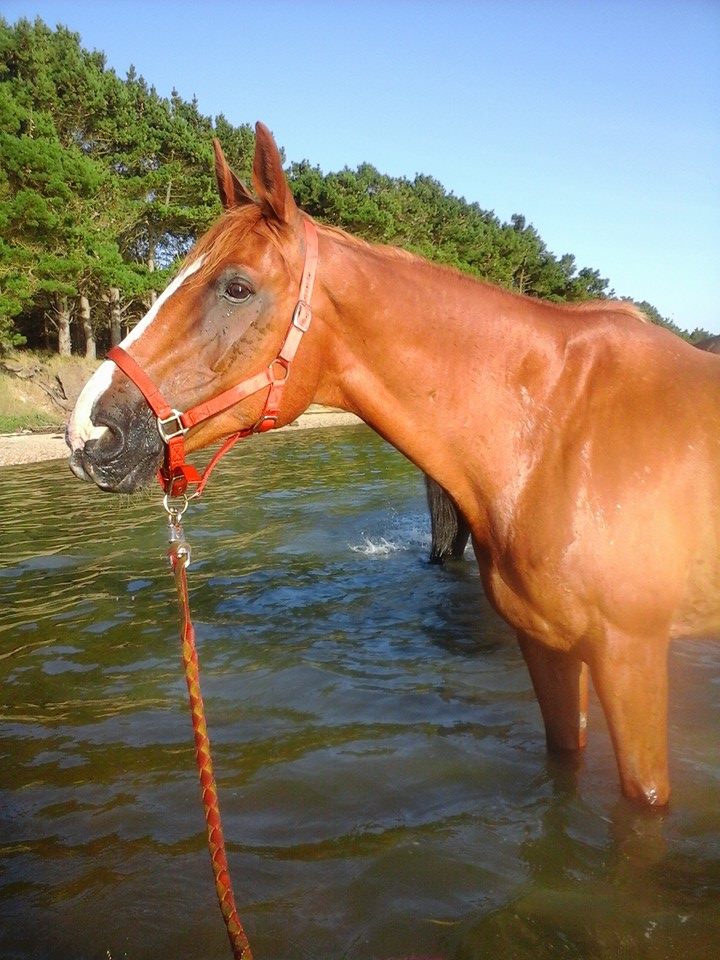 photo 8 baignade dans la petite mer de Gâvres