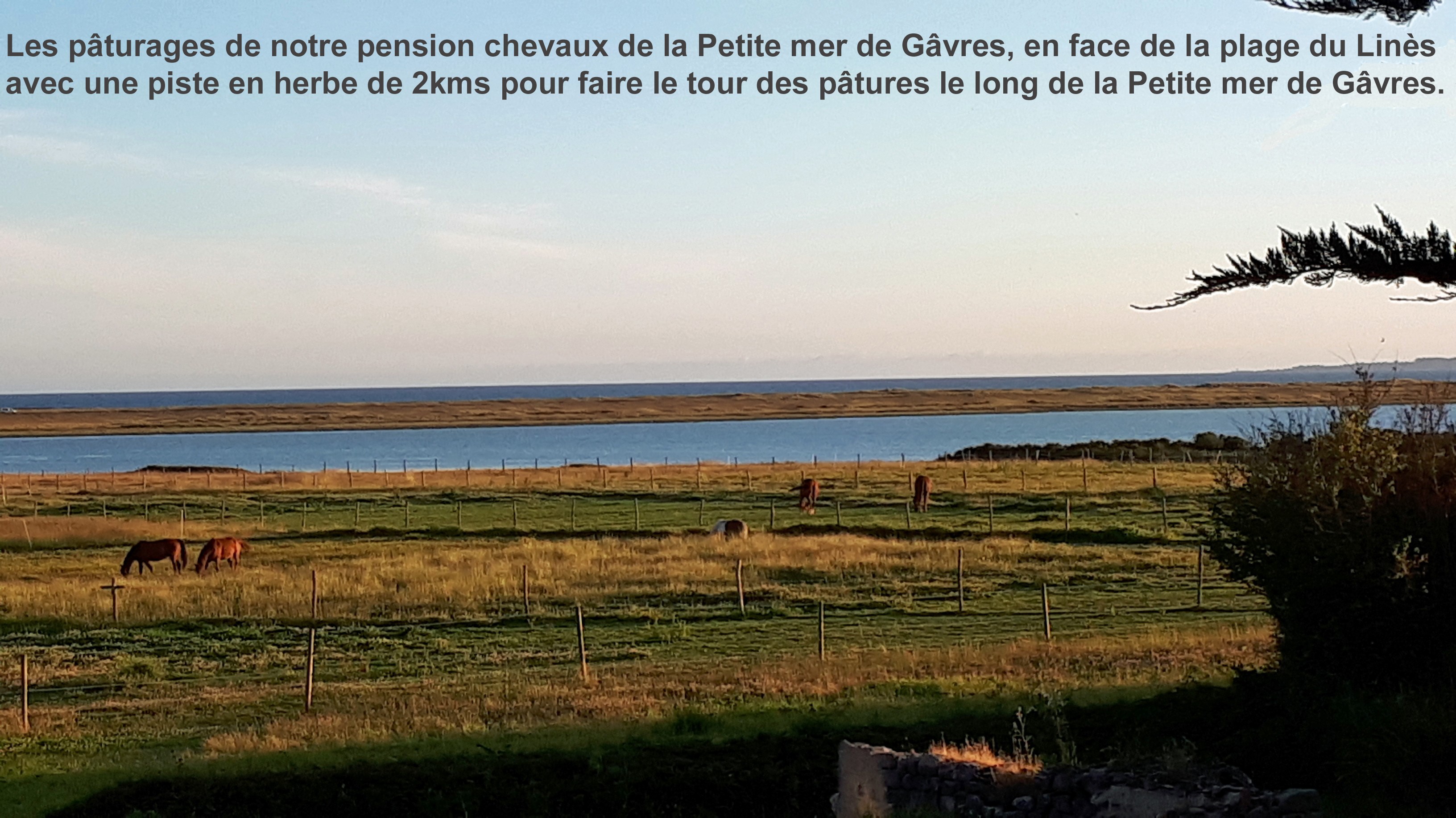 Les paturages de notre pension chevaux de la petite mer de gavres