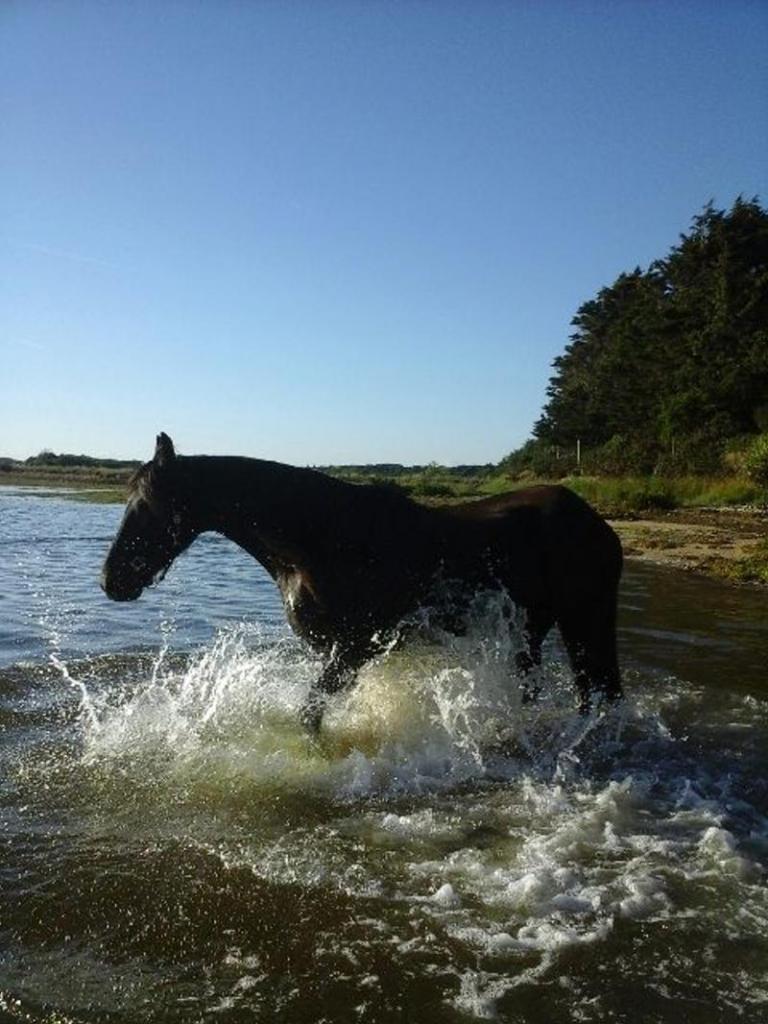 photo 1 baignade dans la petite mer de Gâvres