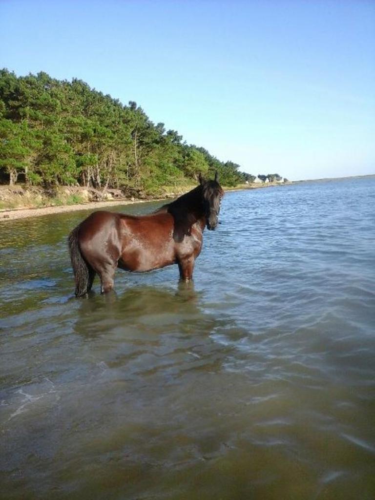 photo 2 baignade dans la petite mer de Gâvres