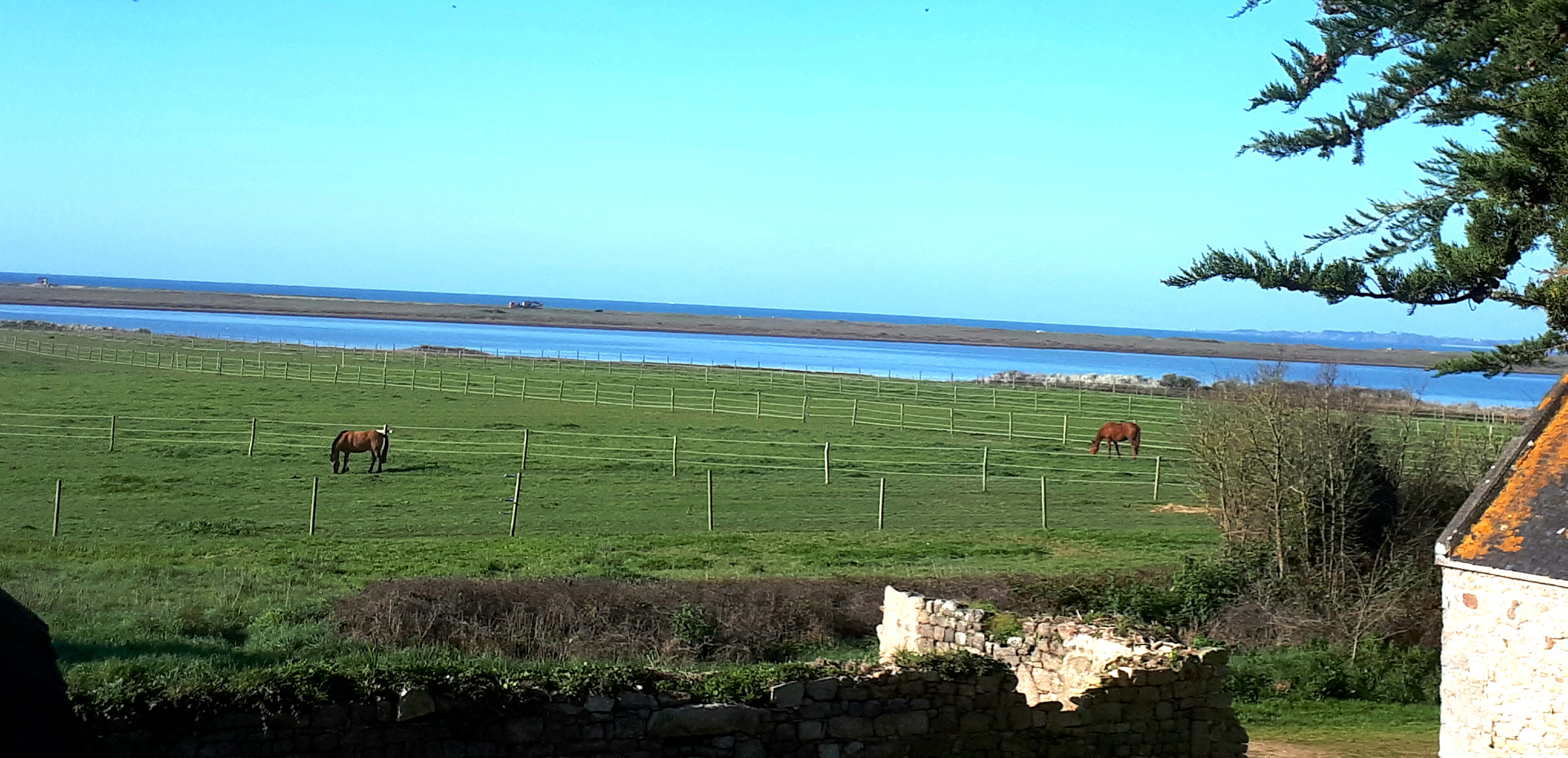 Chevaux à Kerbrézel au calme au bord de la Petite mer de Gâvres en mars