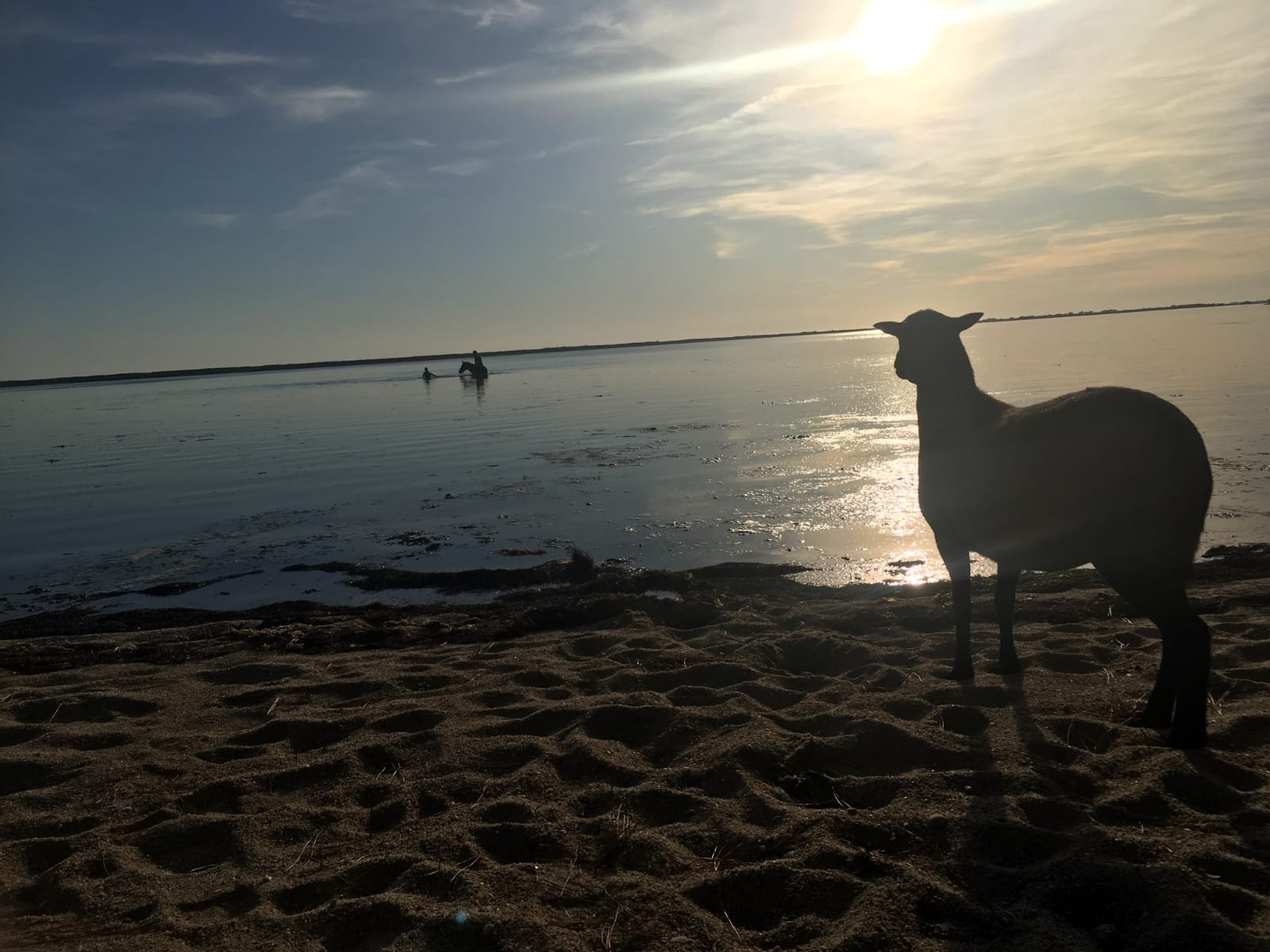 Baignade en soirée dans la Petite mer de Gâvres 16 septembre 2019