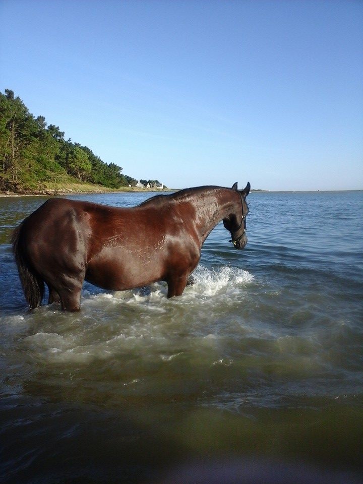 photo 4 baignade dans la petite mer de Gâvres