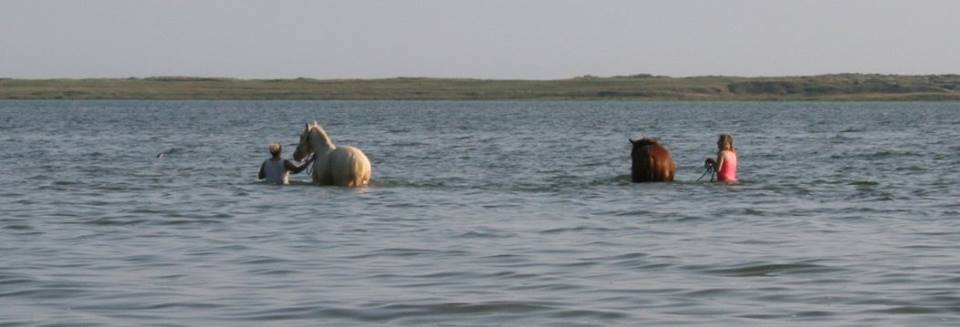 Chevaux et cavalières dans la Petite mer de Gâvres à marée haute