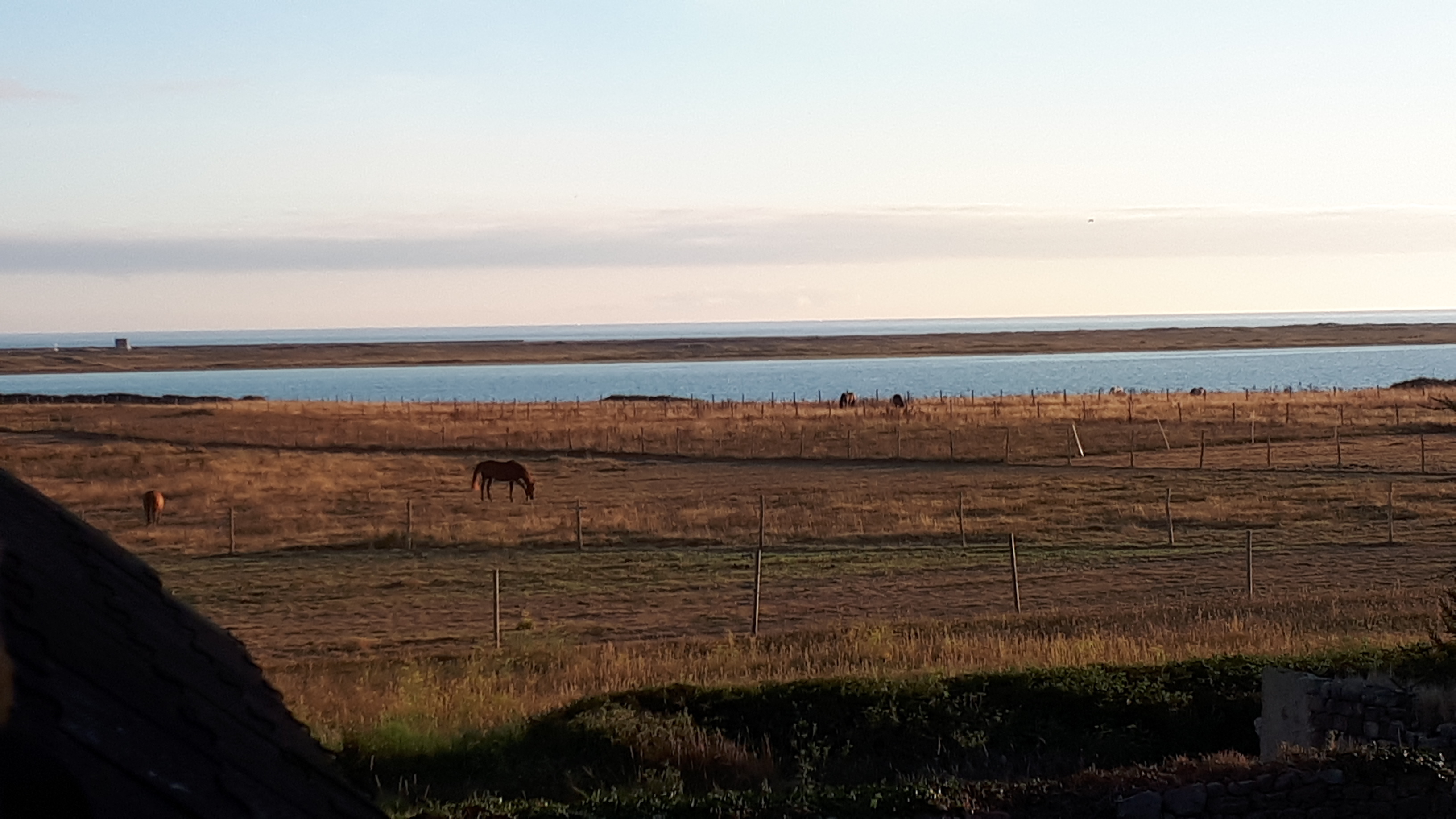 Chevaux à Kerbrézel fin août avant la pluie qui a reverdi les pâtures jusqu'à fin octobre