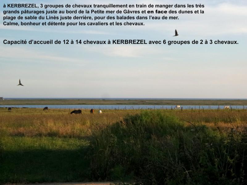 7 chevaux a kerbrezel au bord de la petite mer de gavres 5