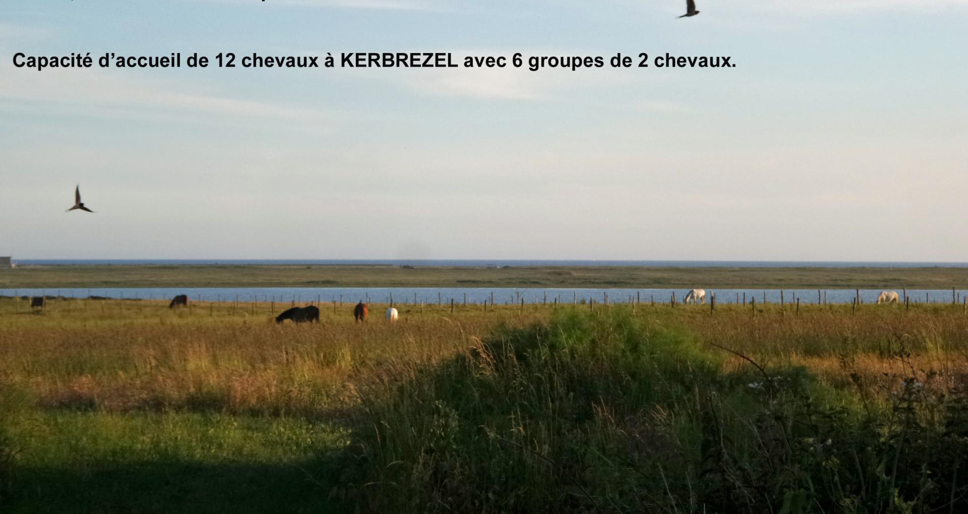 98 7 chevaux a kerbrezel au bord de la petite mer de gavres sans annotation