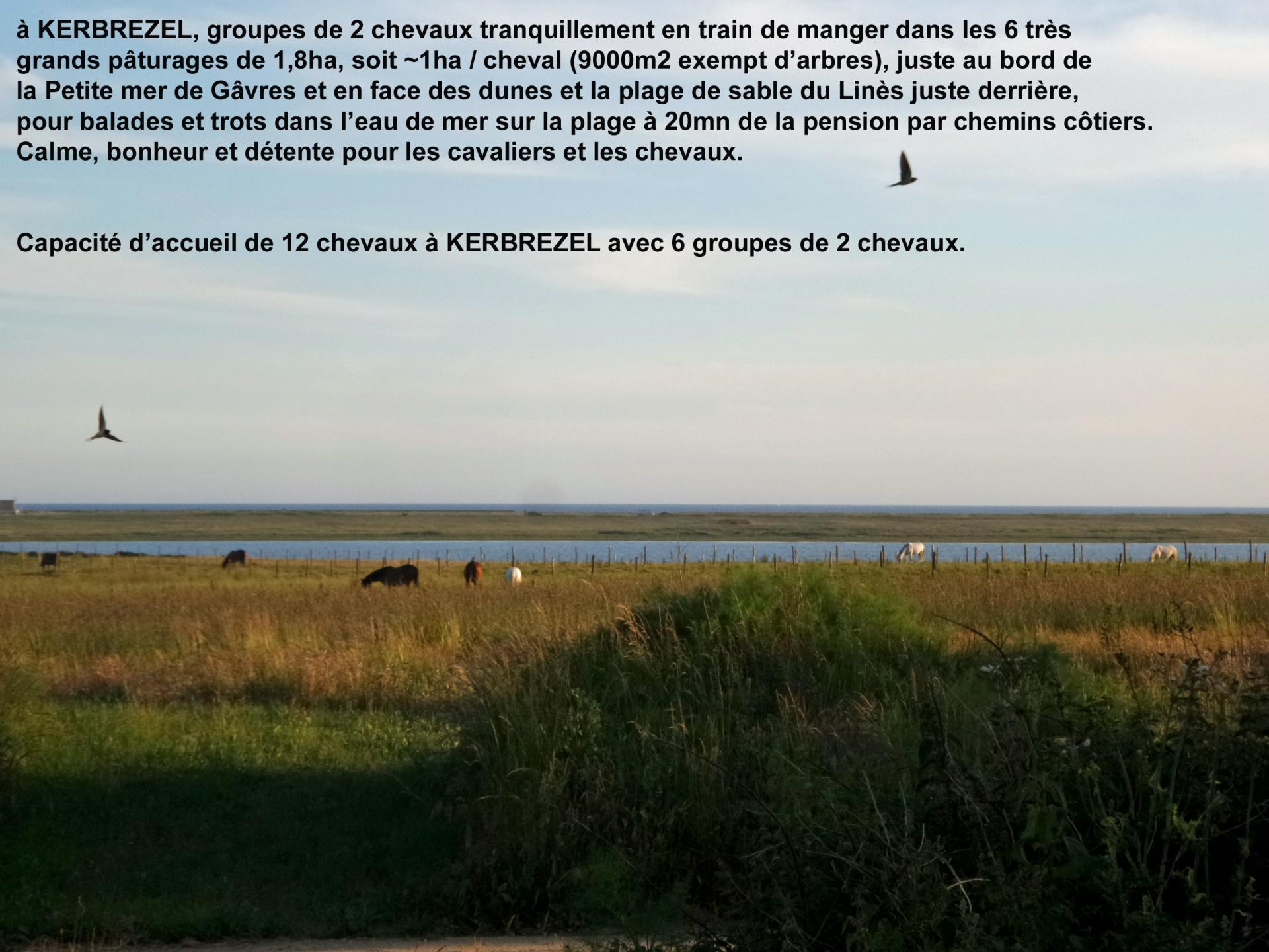 98 7 chevaux a kerbrezel au bord de la petite mer de gavres