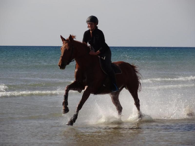 Galop dans l'eau de mer sur la plage du Linès