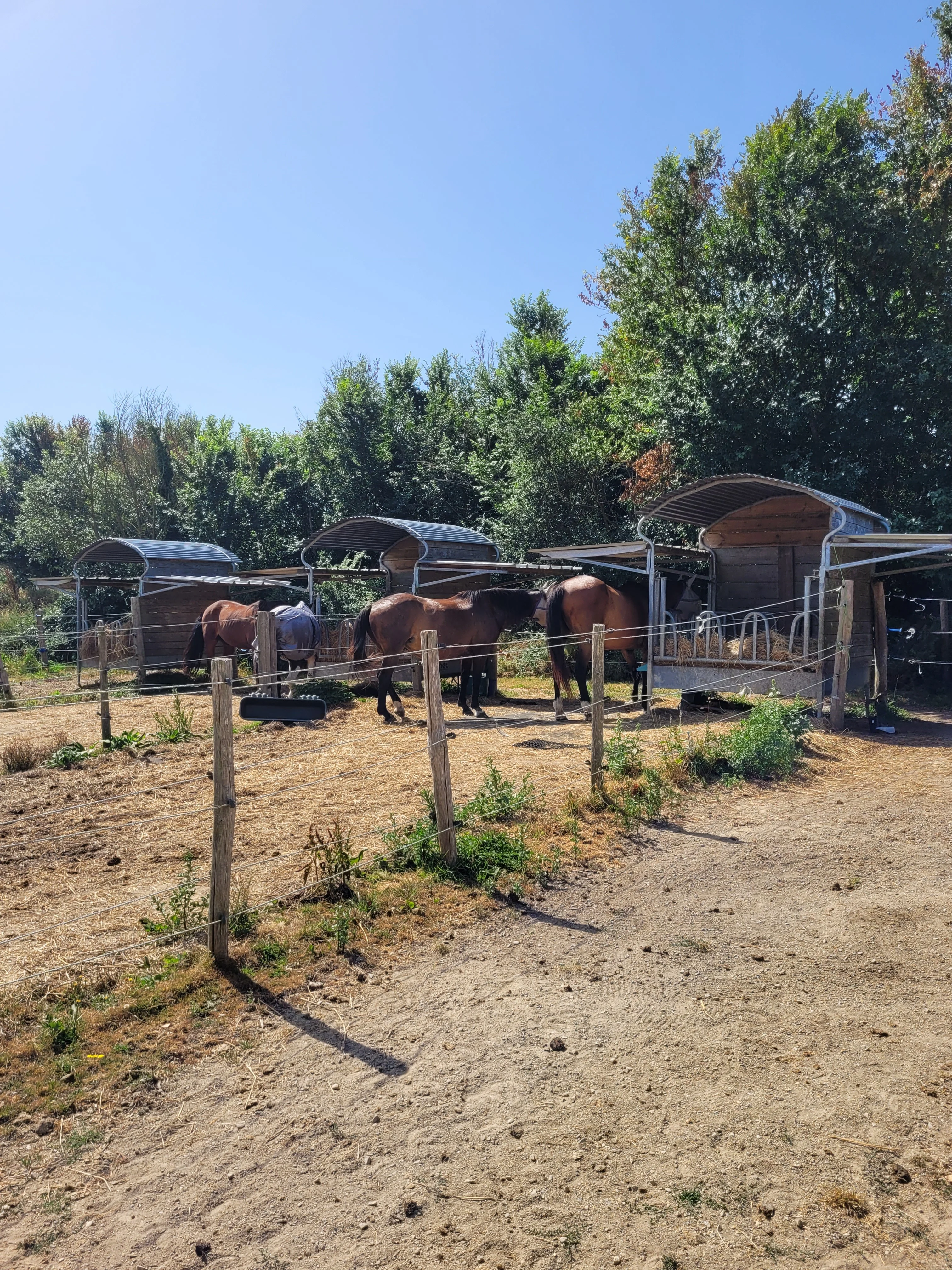 23 juin 2026 - canicule - 35oC - chevaux à l'ombre sous les 2 auvents du râtelier