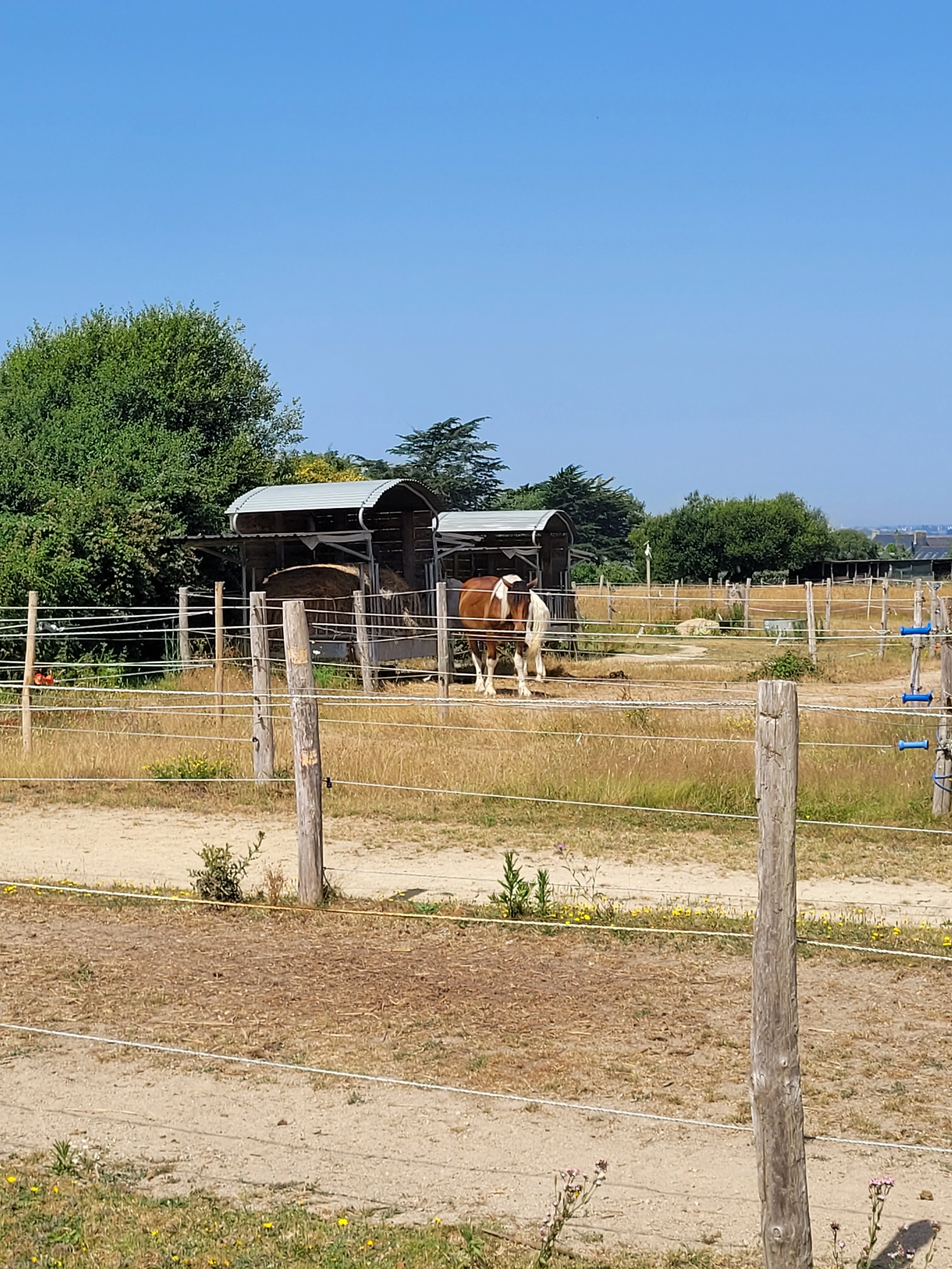 23 juin 2026 - canicule - 35oC - chevaux à l'ombre sous les 2 auvents du râtelier