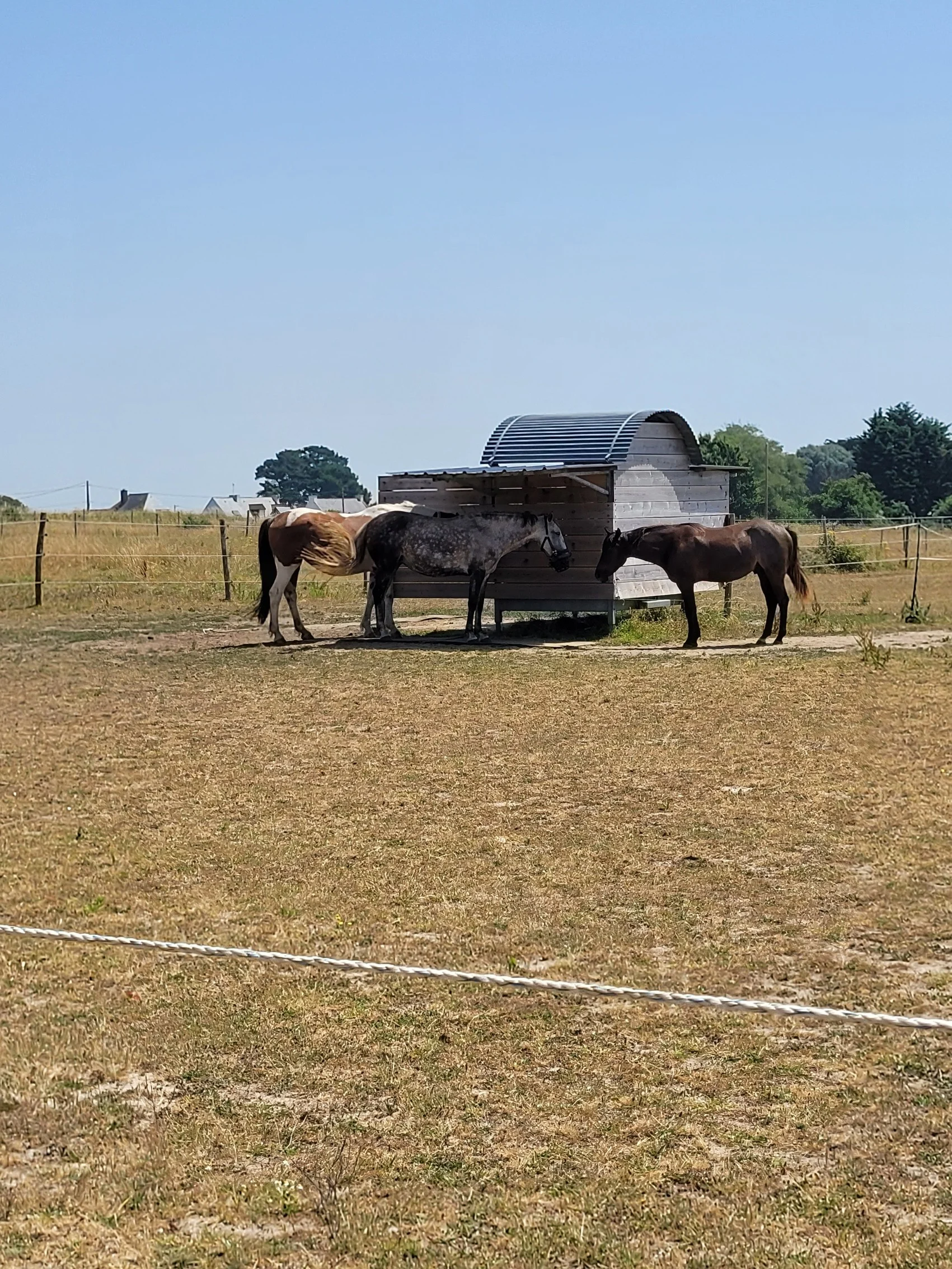 23 juin 2026 canicule 35oC chevaux à l'ombre sous 1 auvent